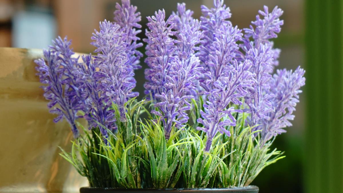 El truco de jardinería infalible para reproducir lavanda por esqueje